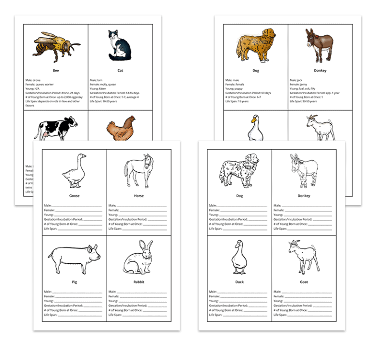 Genius Fact Cards - Over 1,000 Fact Cards | 5 Different Subjects!