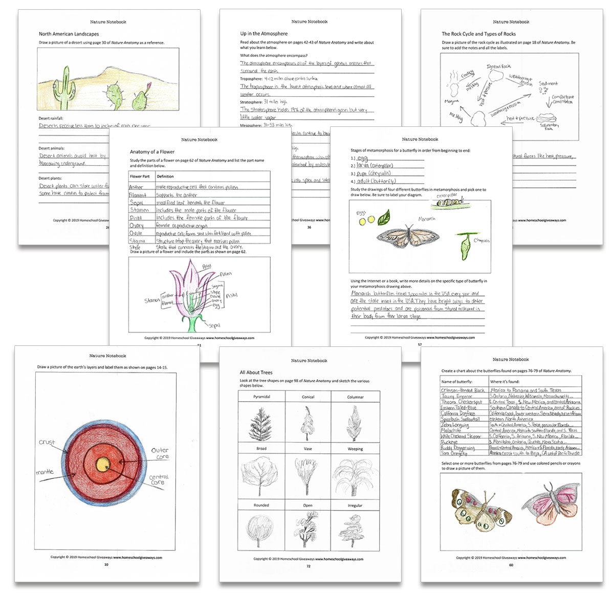 Student's notebooking pages from the Nature Notebook, a Notebook Companion™ for Nature Anatomy by Julia Rothman