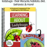 Learning About Ladybugs
