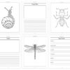 notebook of bugs junior pages