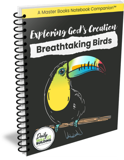 Exploring God's Creation: Birds