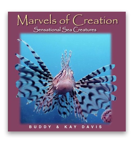 Marvels of Creation: Sensational Sea Creatures