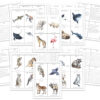 Animal Nature Study Fact Cards