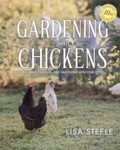 Gardening With Chickens