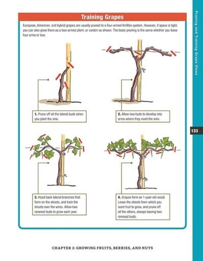 Backyard Homesteading—A Guide to Self-Sufficiency - Image 6